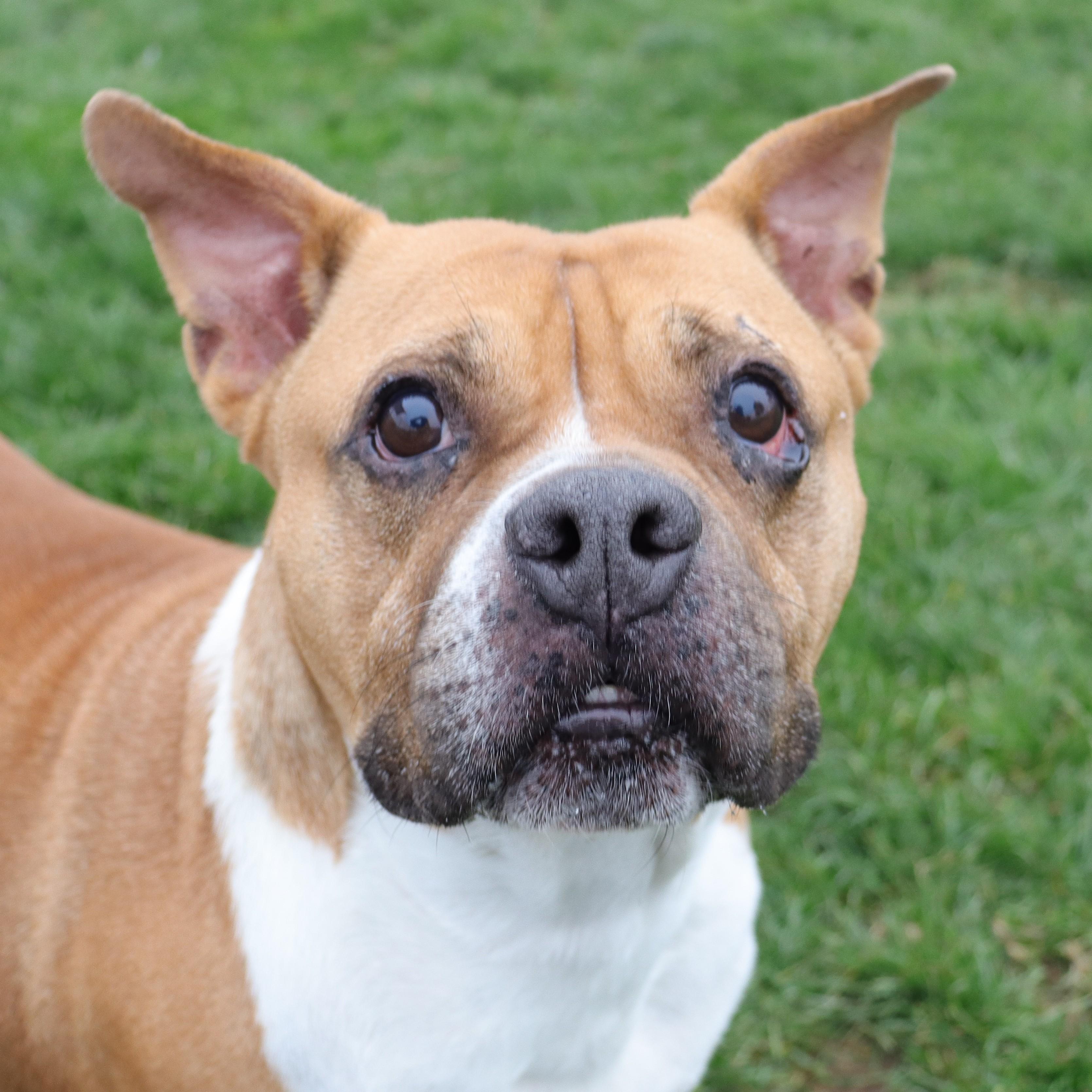 Violet, a Adoptable mixed breed in Clovis, CA image 1/4