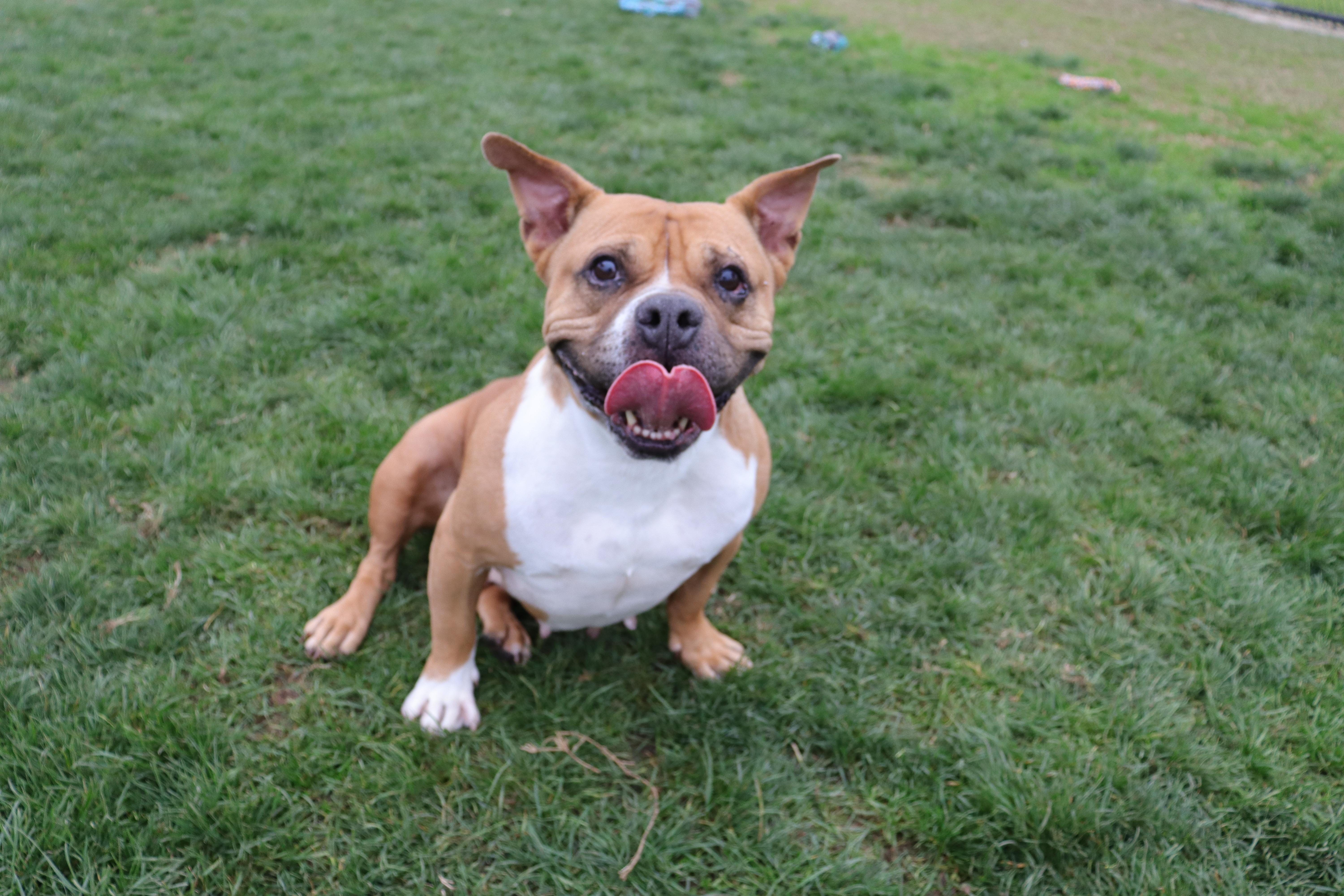 Violet, a Adoptable mixed breed in Clovis, CA image 2/4