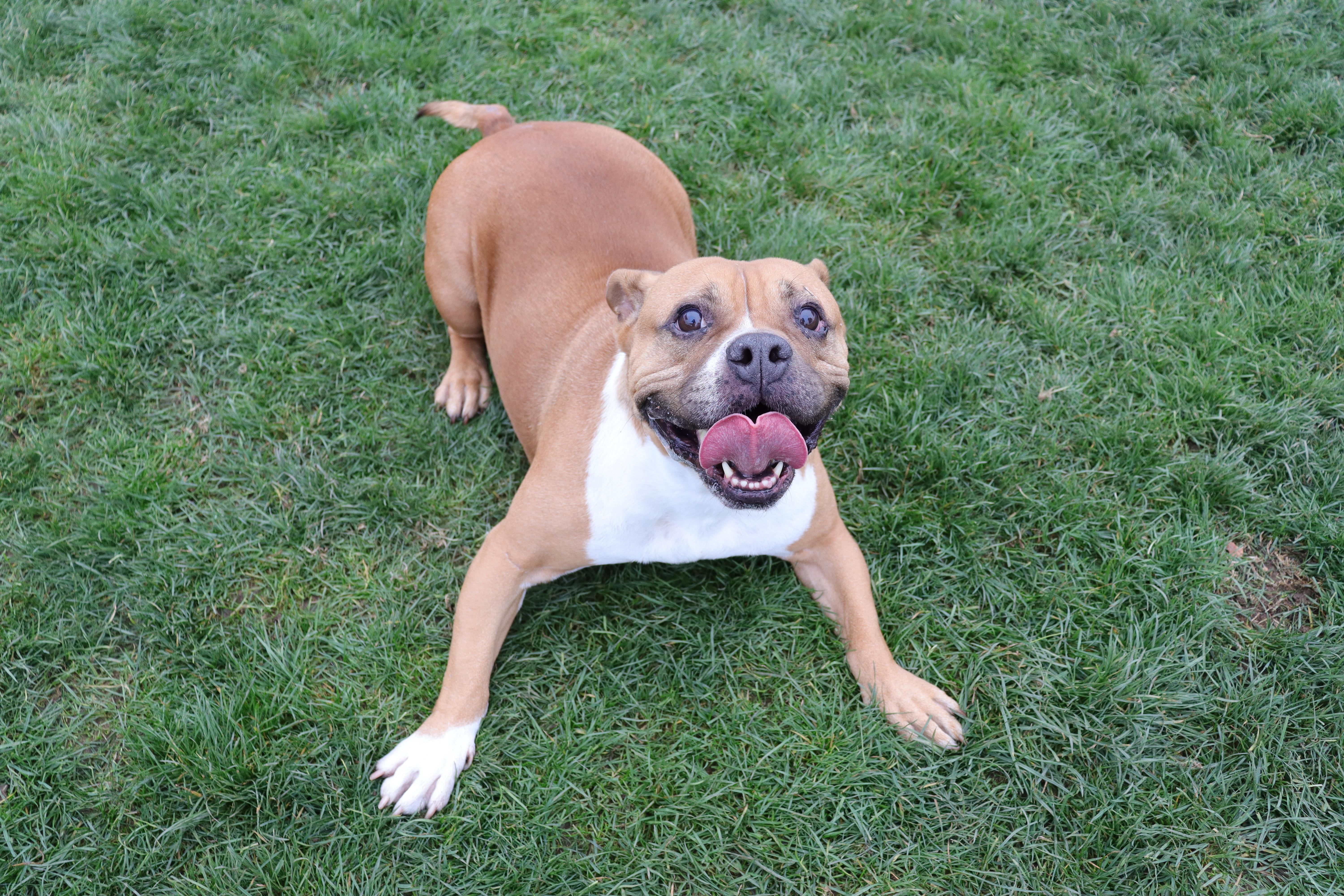 Violet, a Adoptable mixed breed in Clovis, CA image 3/4