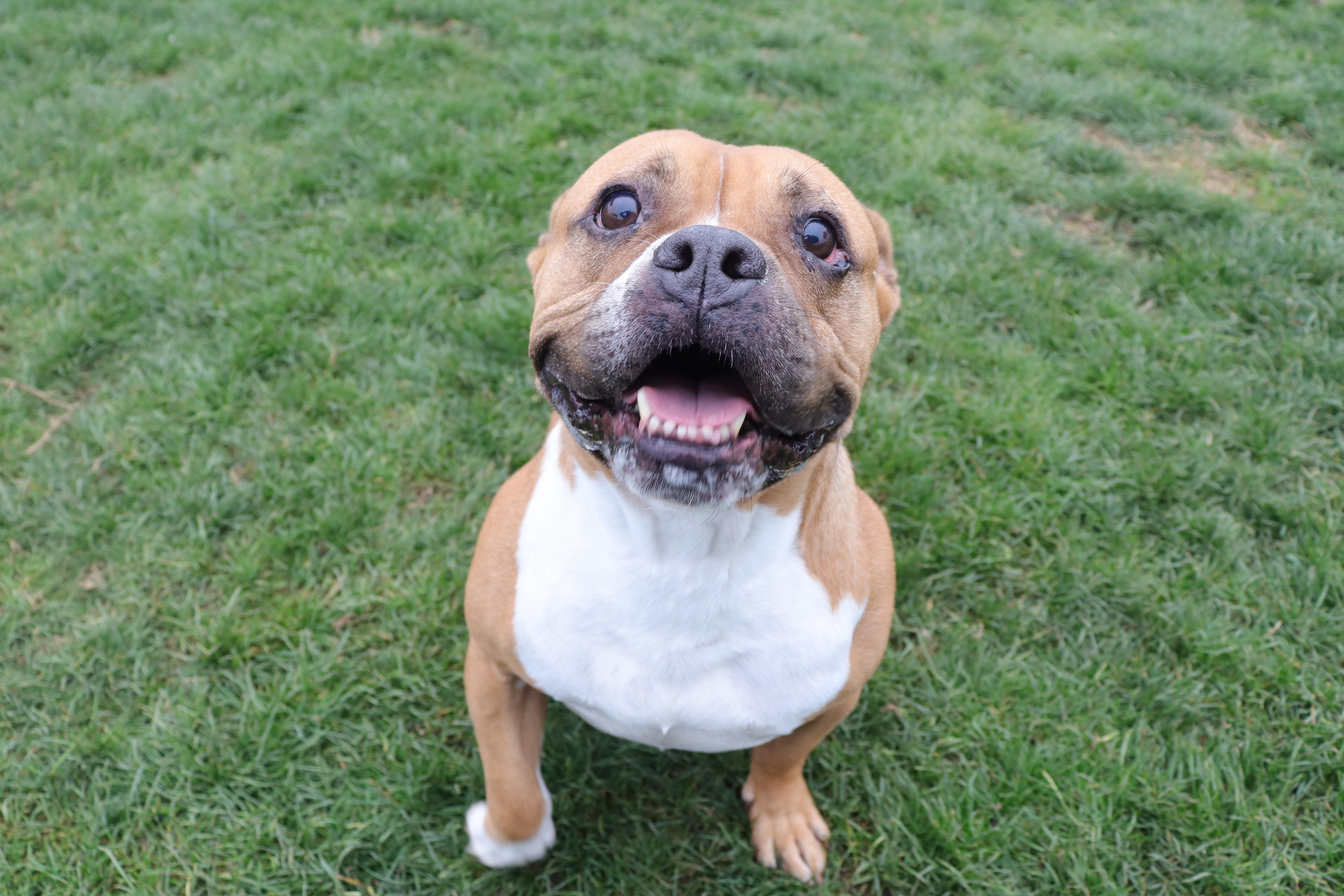 Violet, a Adoptable mixed breed in Clovis, CA image 4/4