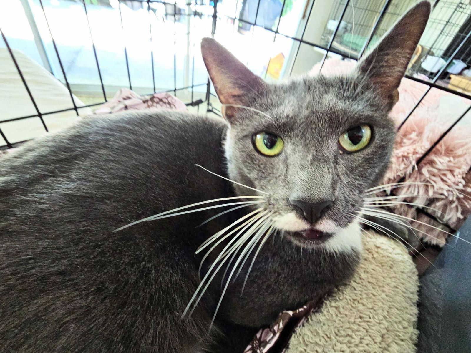 Enlarge Stash, a Adoptable mixed breed in St. Cloud, FL image 1/3