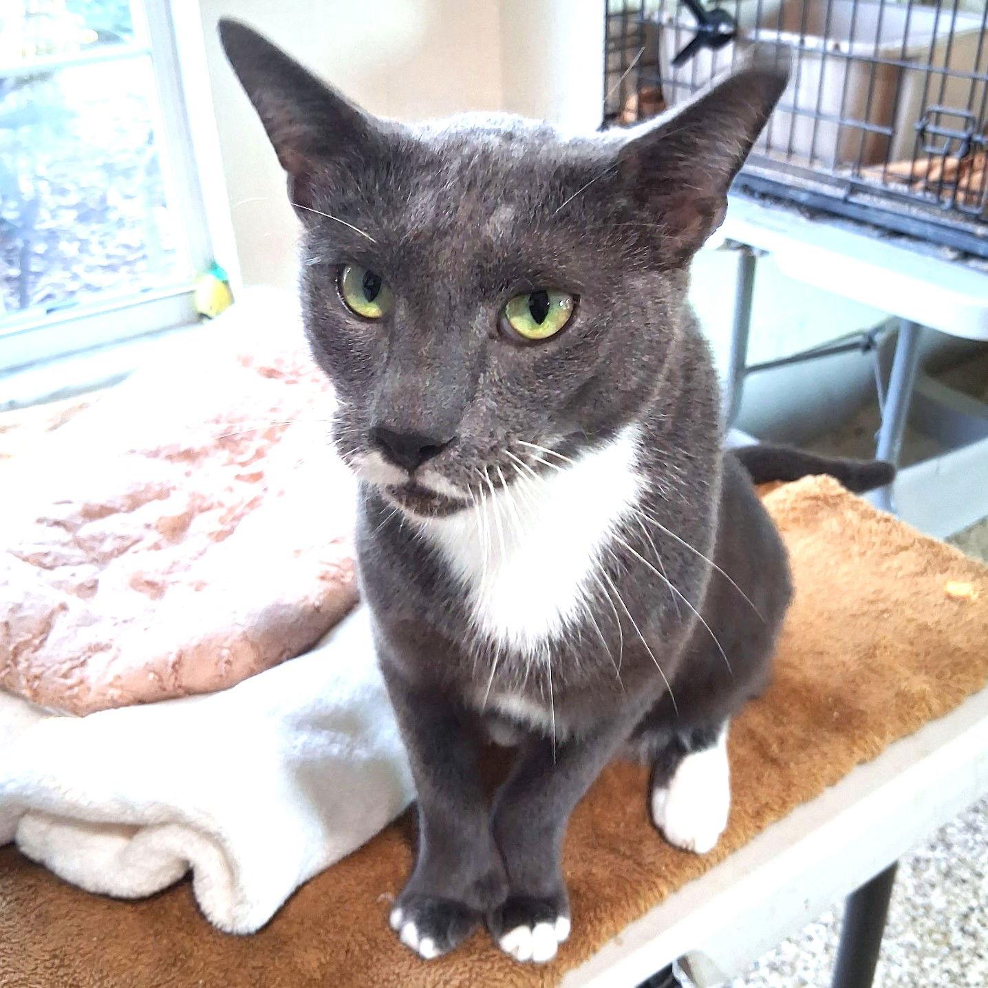 Enlarge Stash, a Adoptable mixed breed in St. Cloud, FL image 2/3