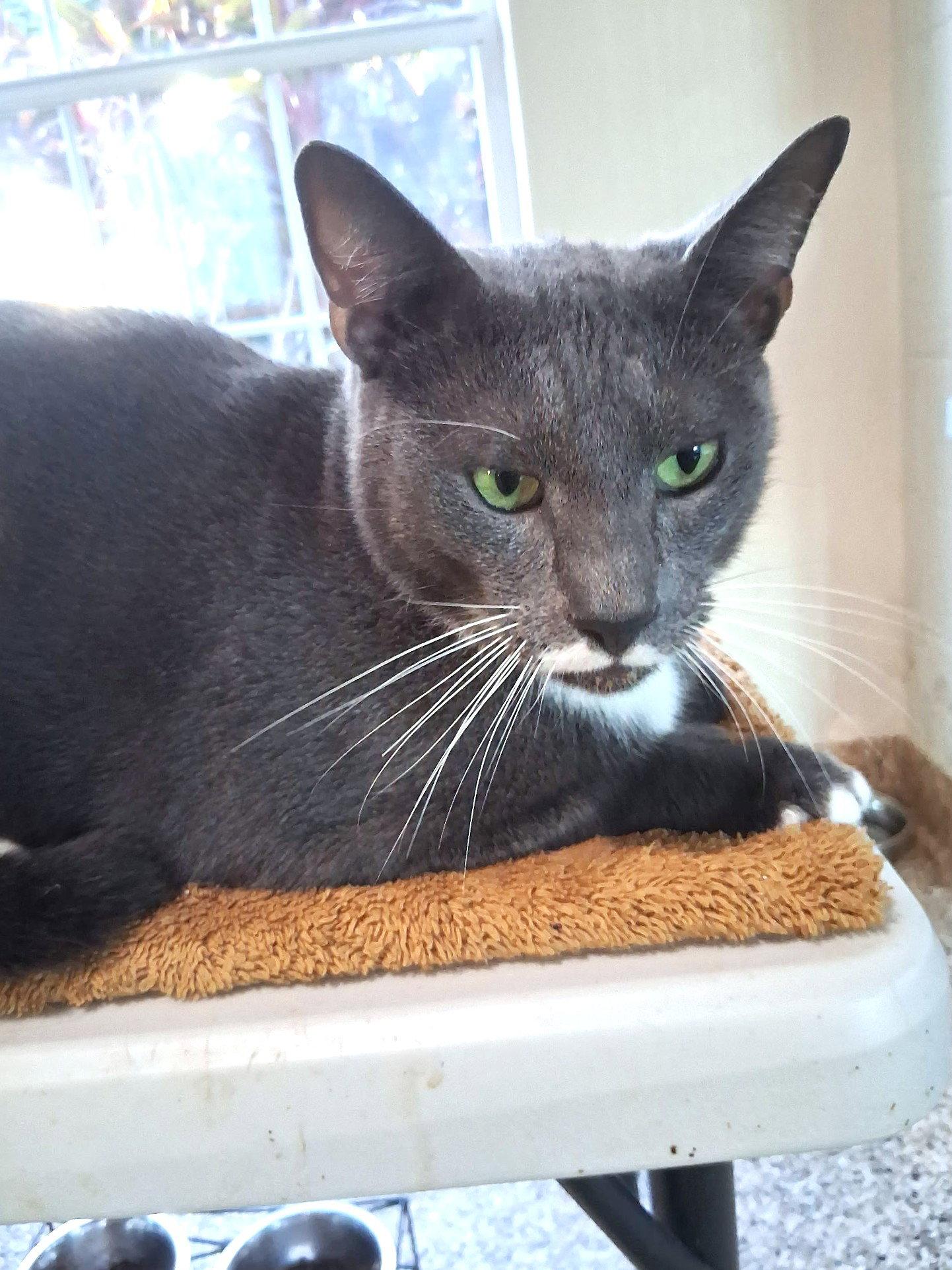 Stash, a Adoptable mixed breed in St. Cloud, FL image 3/3