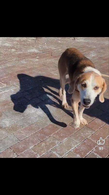 Gomer *Cross post*, a Adoptable Beagle in Fairfax, VA image 1/2