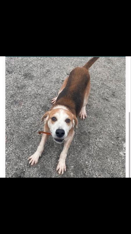 Gomer *Cross post*, a Adoptable Beagle in Fairfax, VA image 2/2