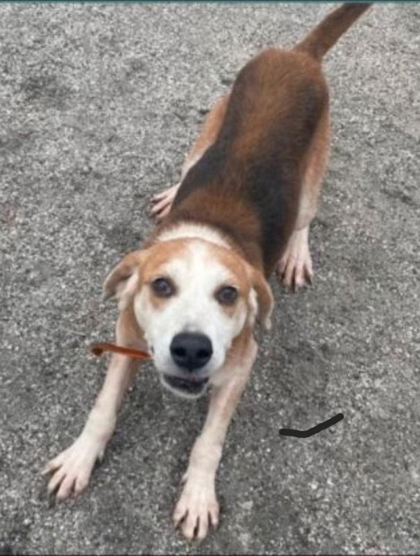 Gomer *Cross post*, a Adoptable Beagle in Fairfax, VA image 3/3