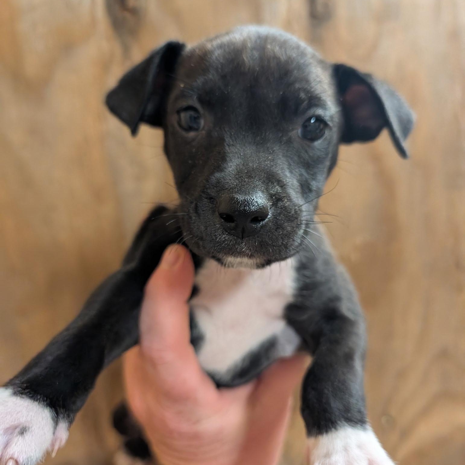 Chan (Homeless Paws), adopted, Puppy Male Feist.