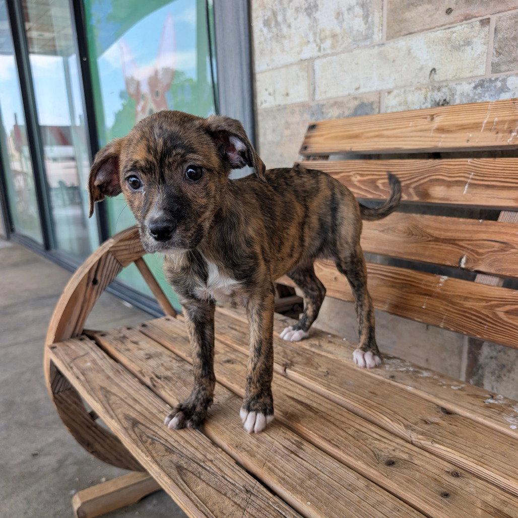 LIESEL, Adopted, Puppy Female Schnauzer & Dachshund.