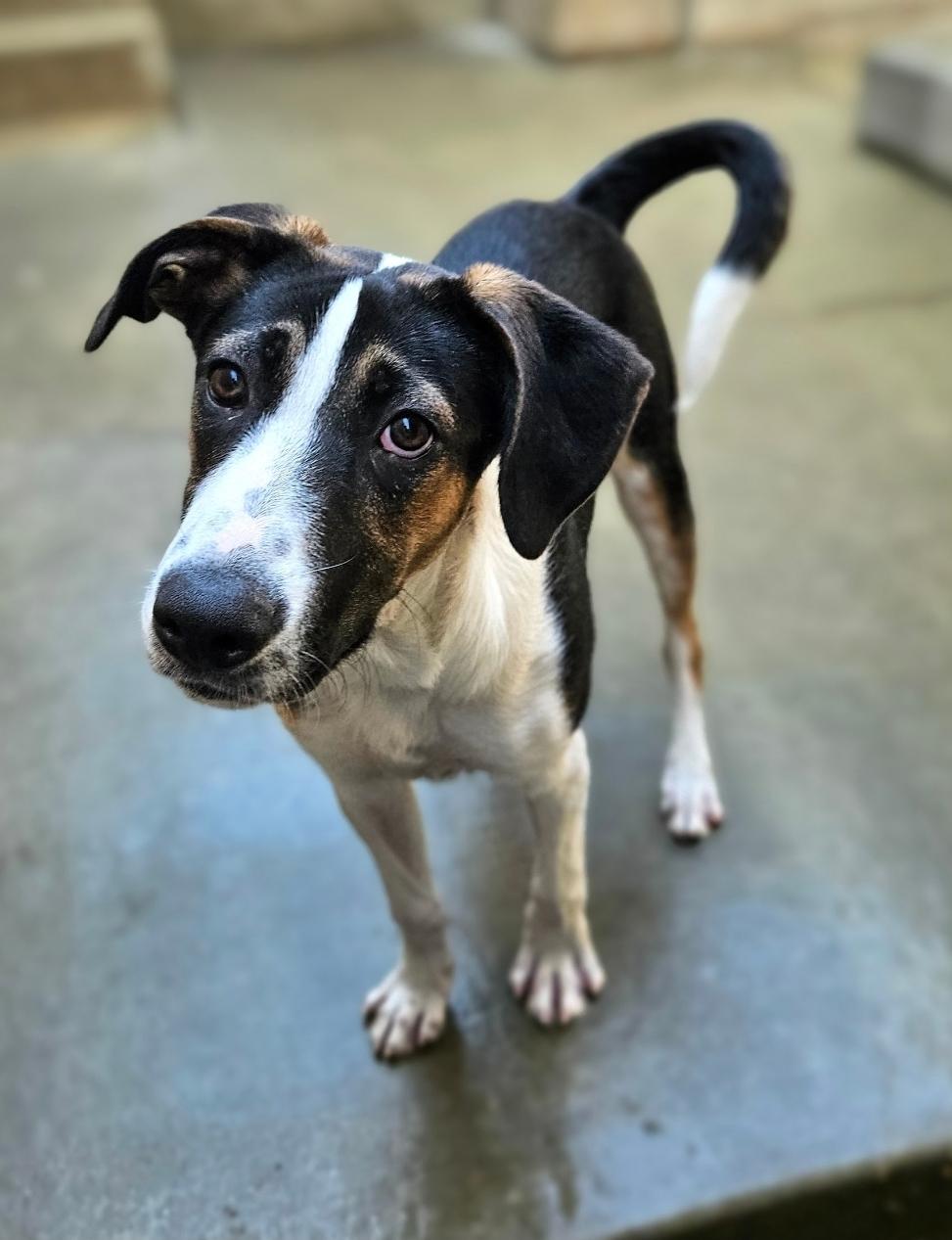 Stanley(REDUCED FEE!)