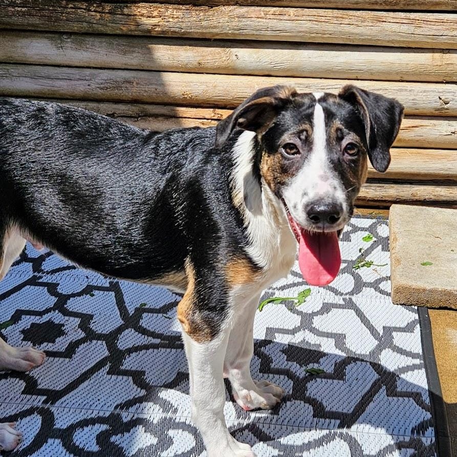 Stanley(REDUCED FEE!)