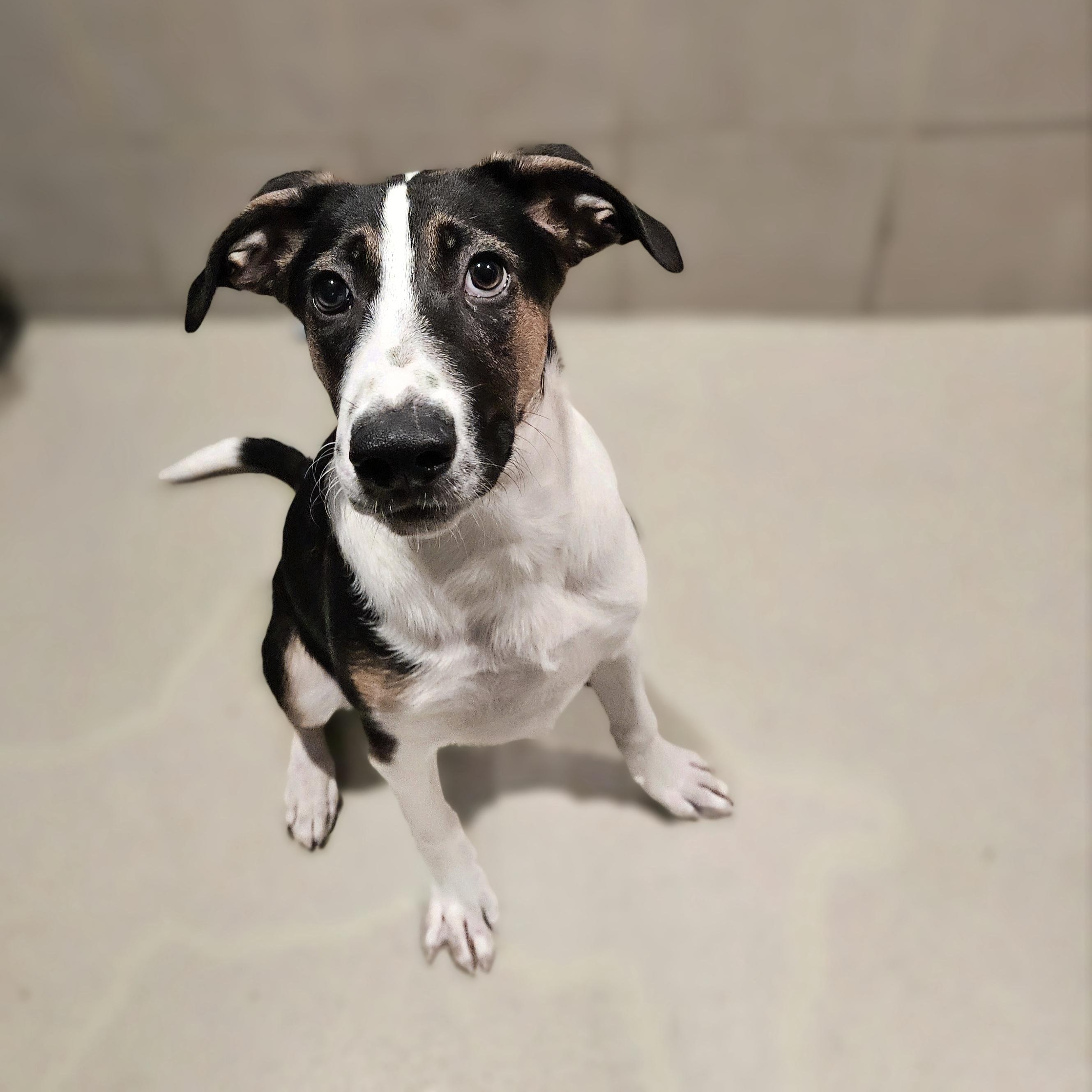 Stanley(REDUCED FEE!)