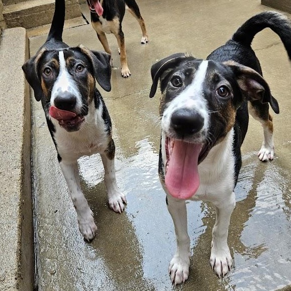 Stanley(REDUCED FEE!)