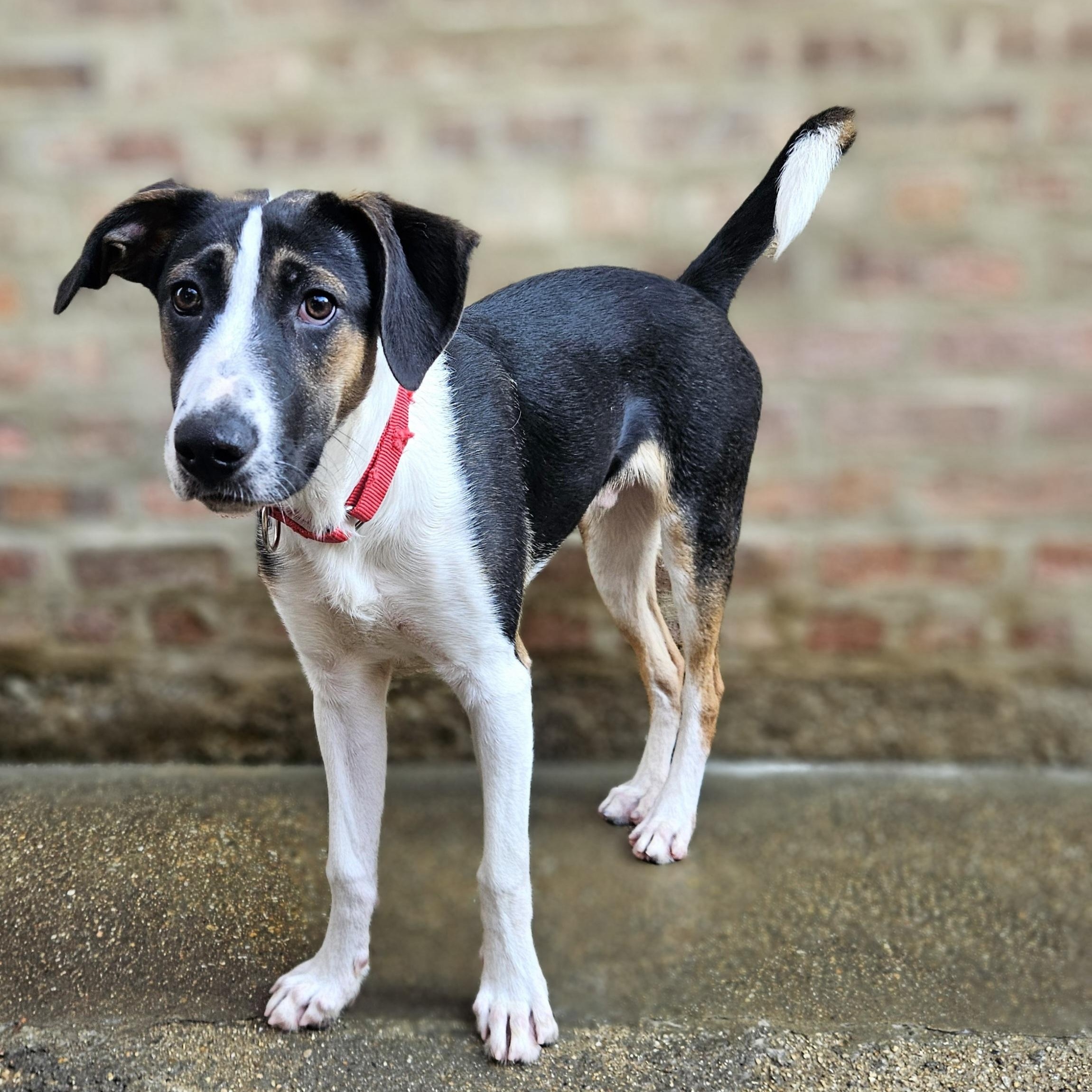 Stanley(REDUCED FEE!)