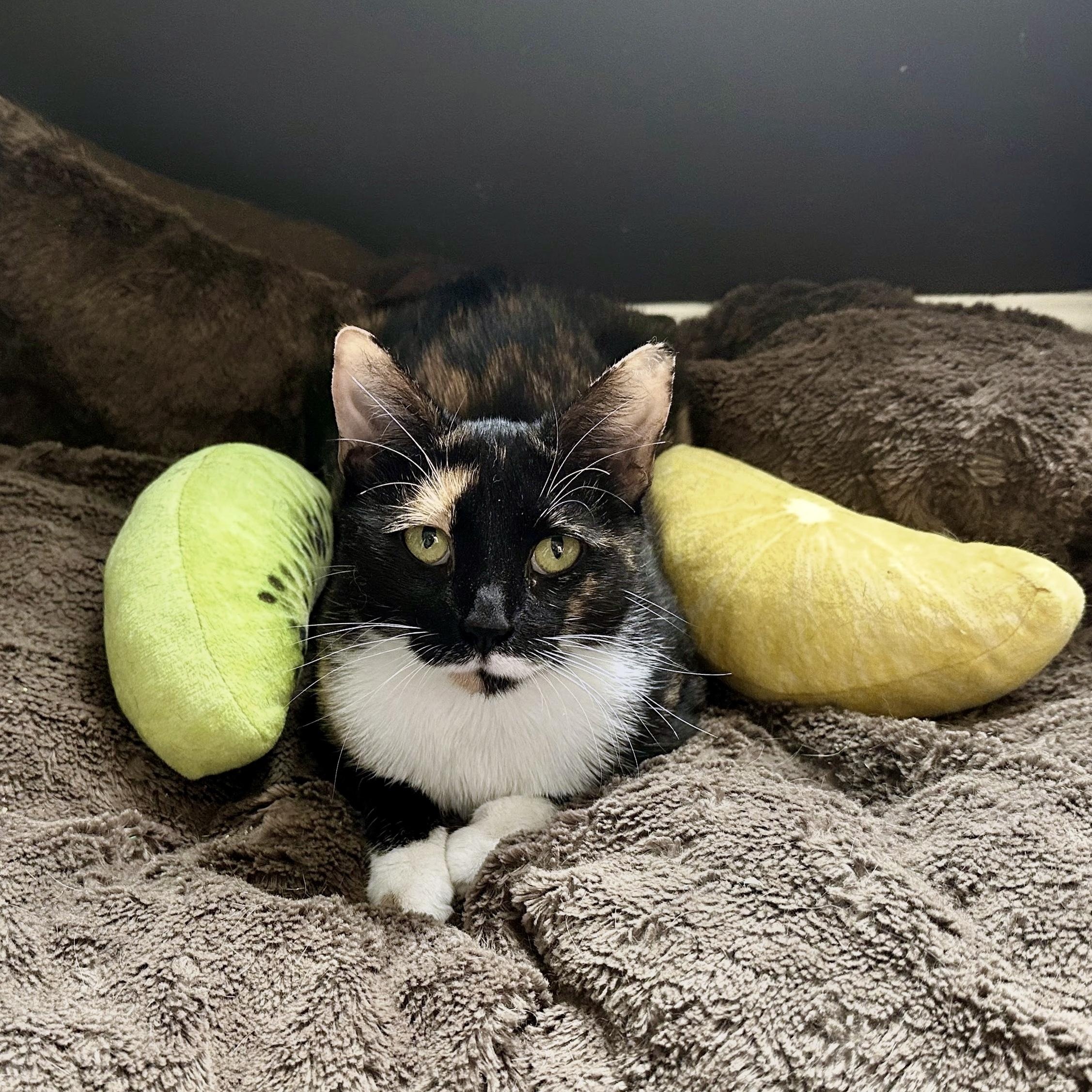 Enlarge Melody, a Adoptable Calico in Apex, NC image 1/6