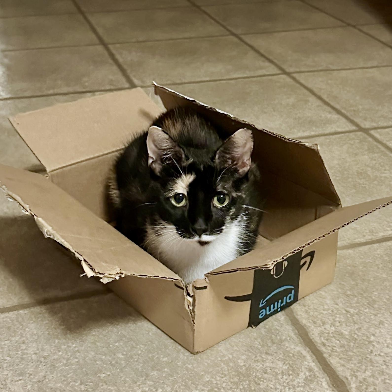 Melody, a Adoptable Calico in Apex, NC image 6/6