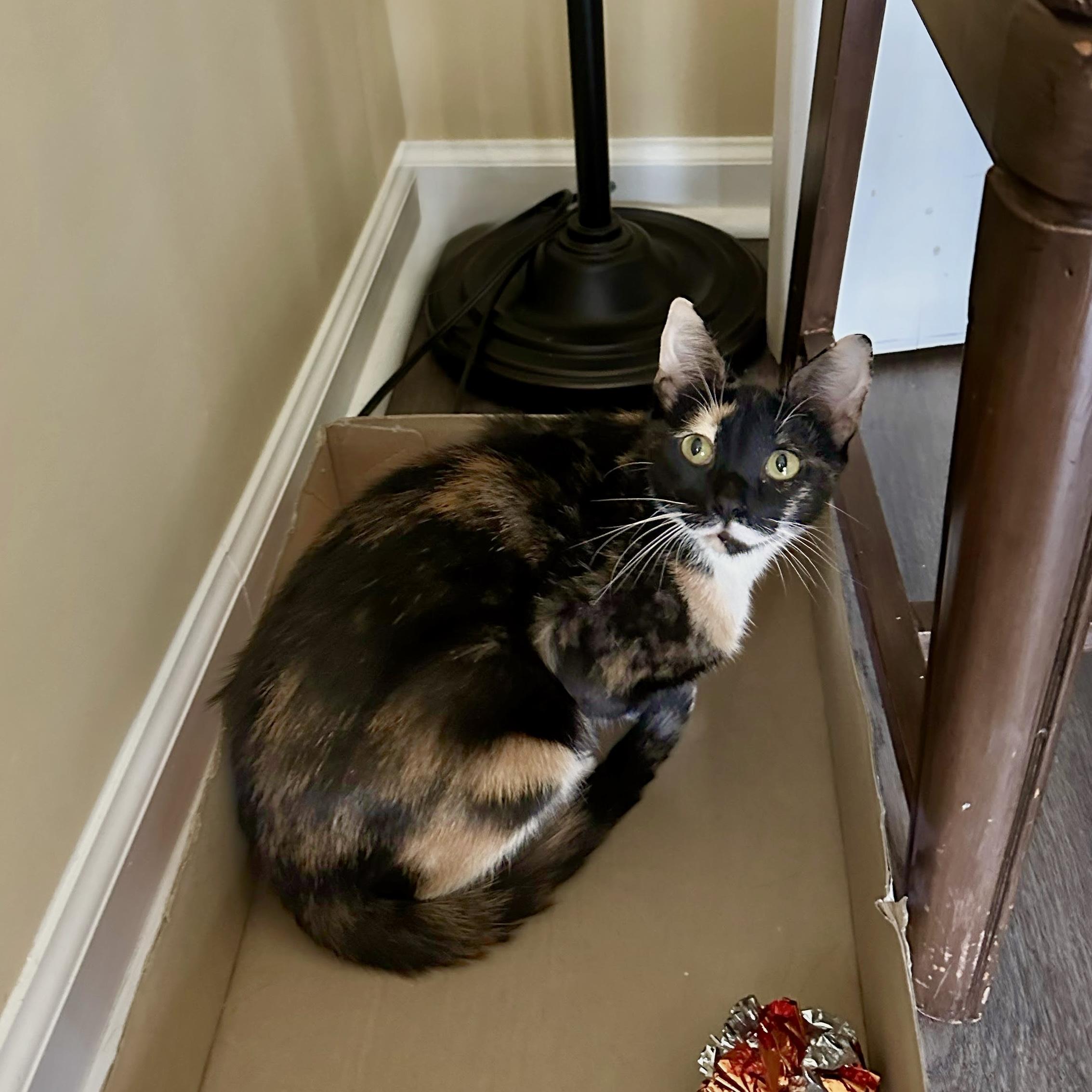 Melody, a Adoptable Calico in Apex, NC image 2/6