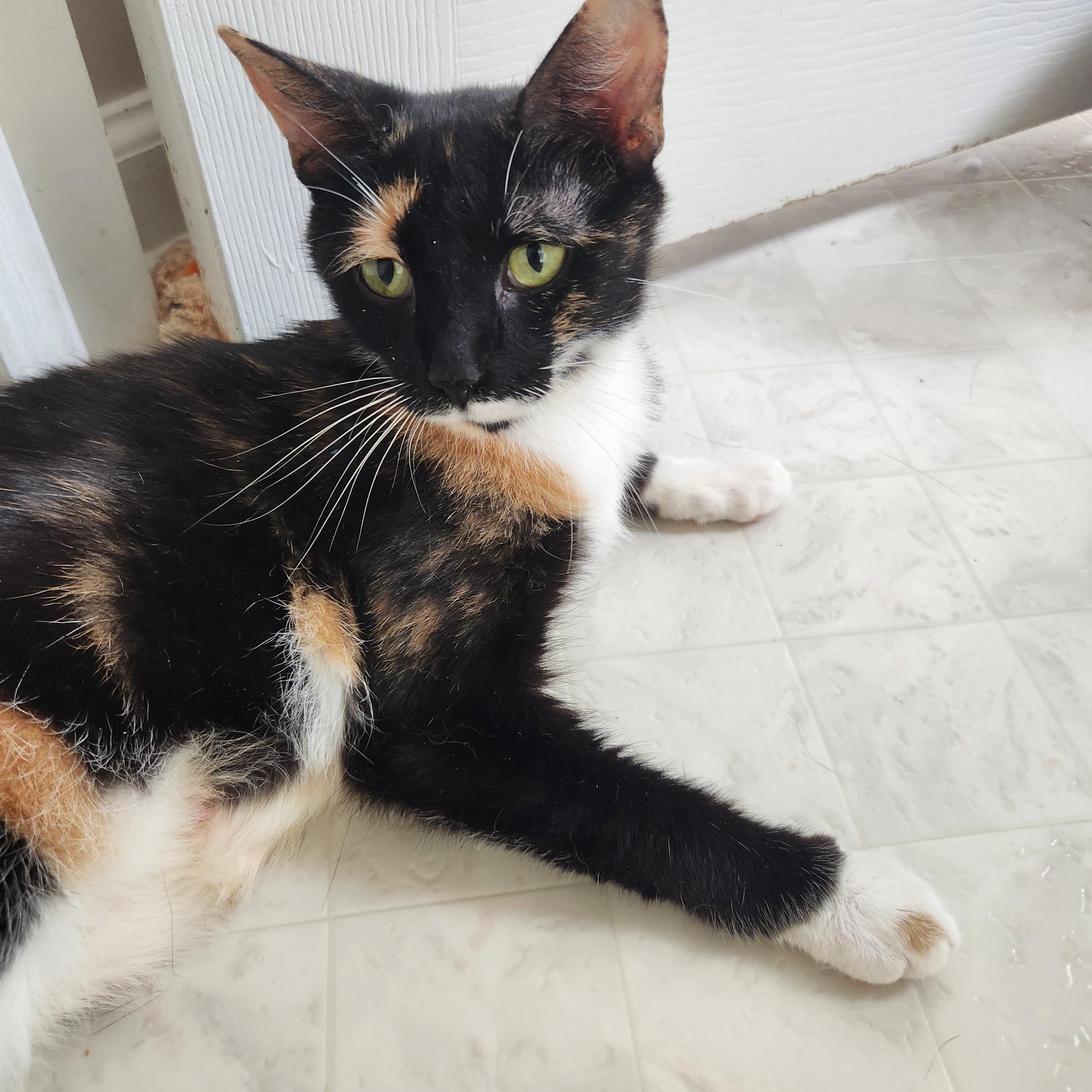 Melody, a Adoptable Calico in Apex, NC image 4/6