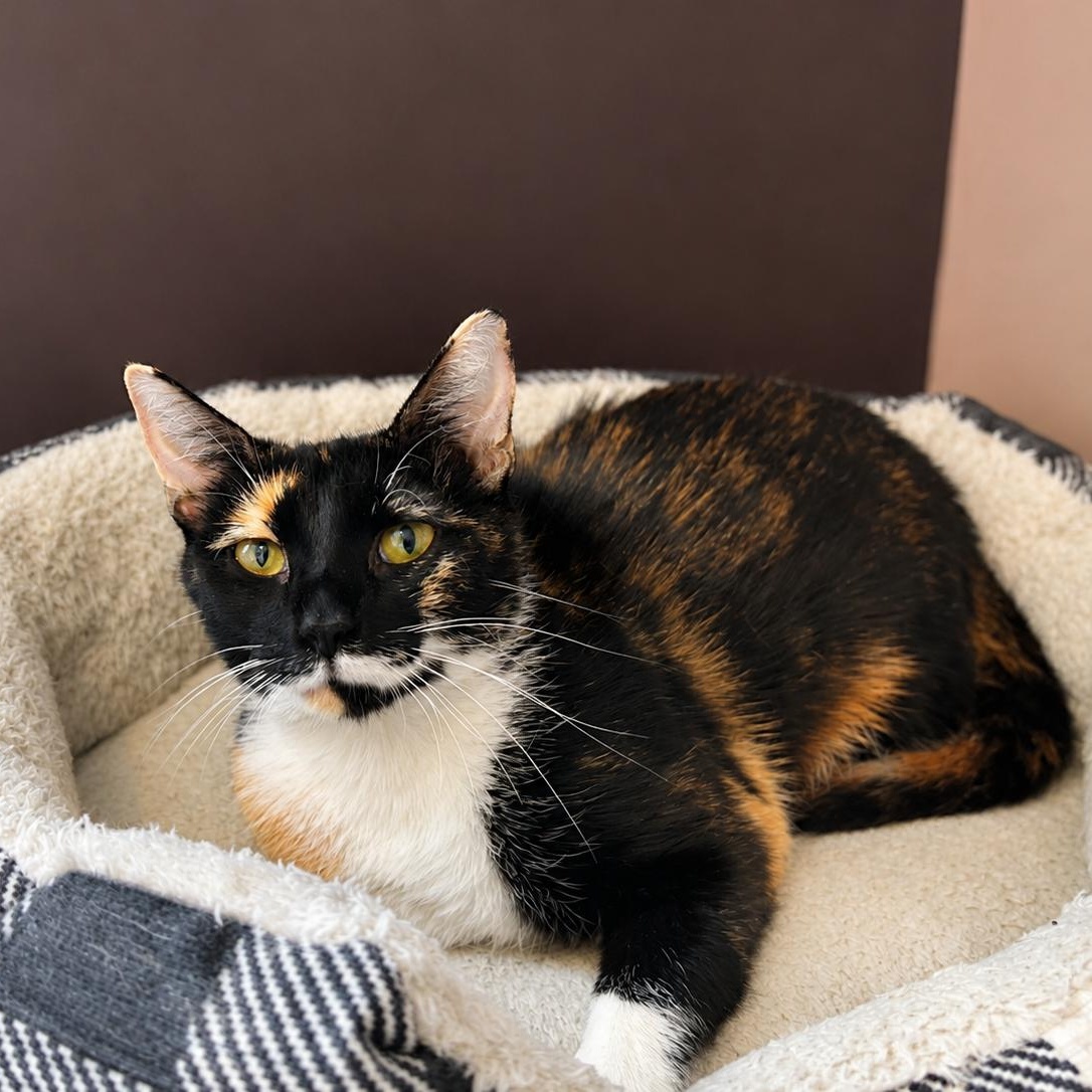 Melody, Adoptable, Young Female Calico.
