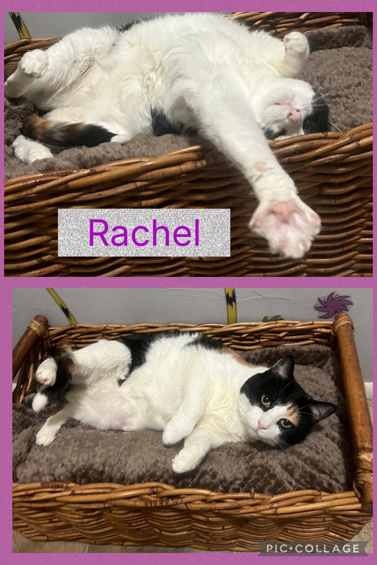 Enlarge Rachel, a ADOPTABLE Calico in Staten Island, NY image 3/6