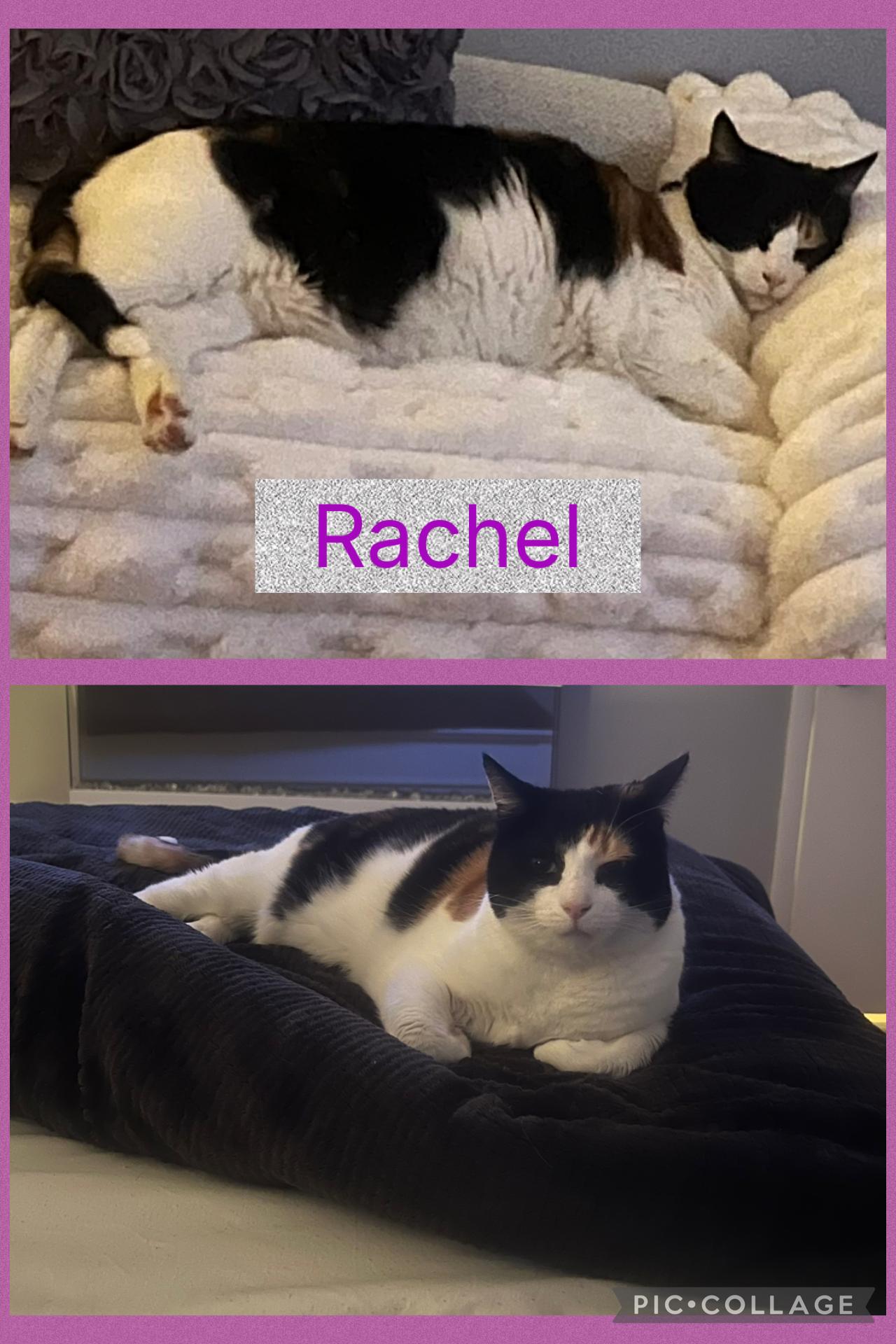 Enlarge Rachel, a ADOPTABLE Calico in Staten Island, NY image 2/6