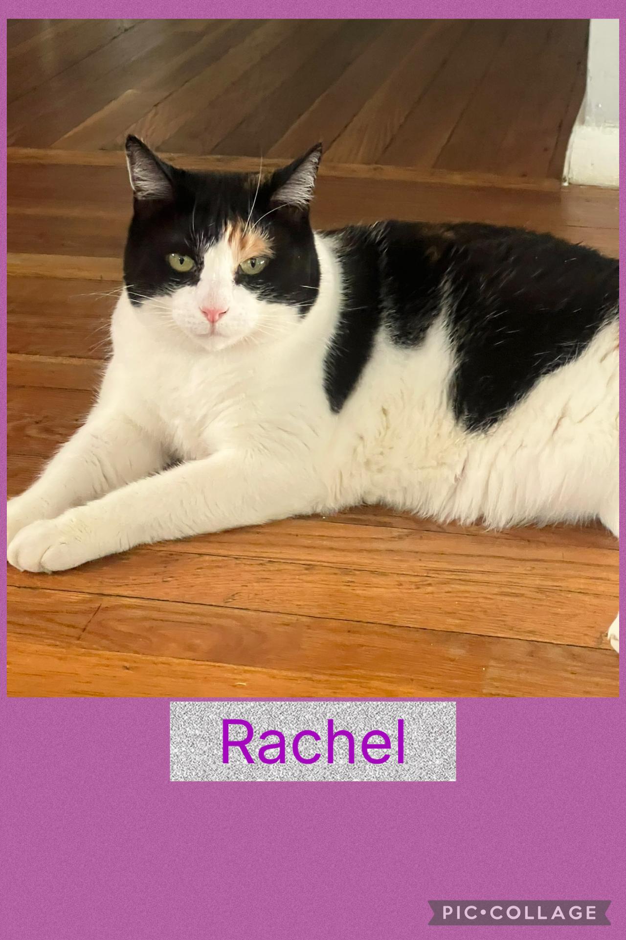 Enlarge Rachel, a ADOPTABLE Calico in Staten Island, NY image 5/6