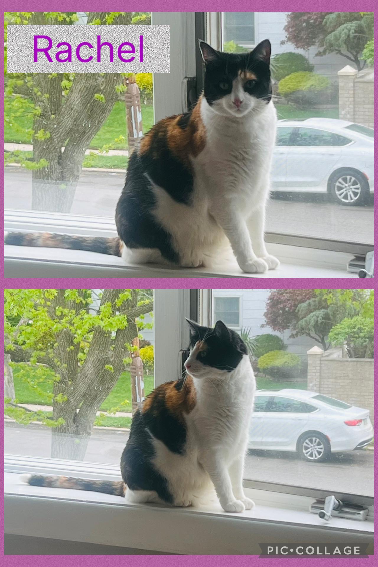 Enlarge Rachel, a ADOPTABLE Calico in Staten Island, NY image 1/6