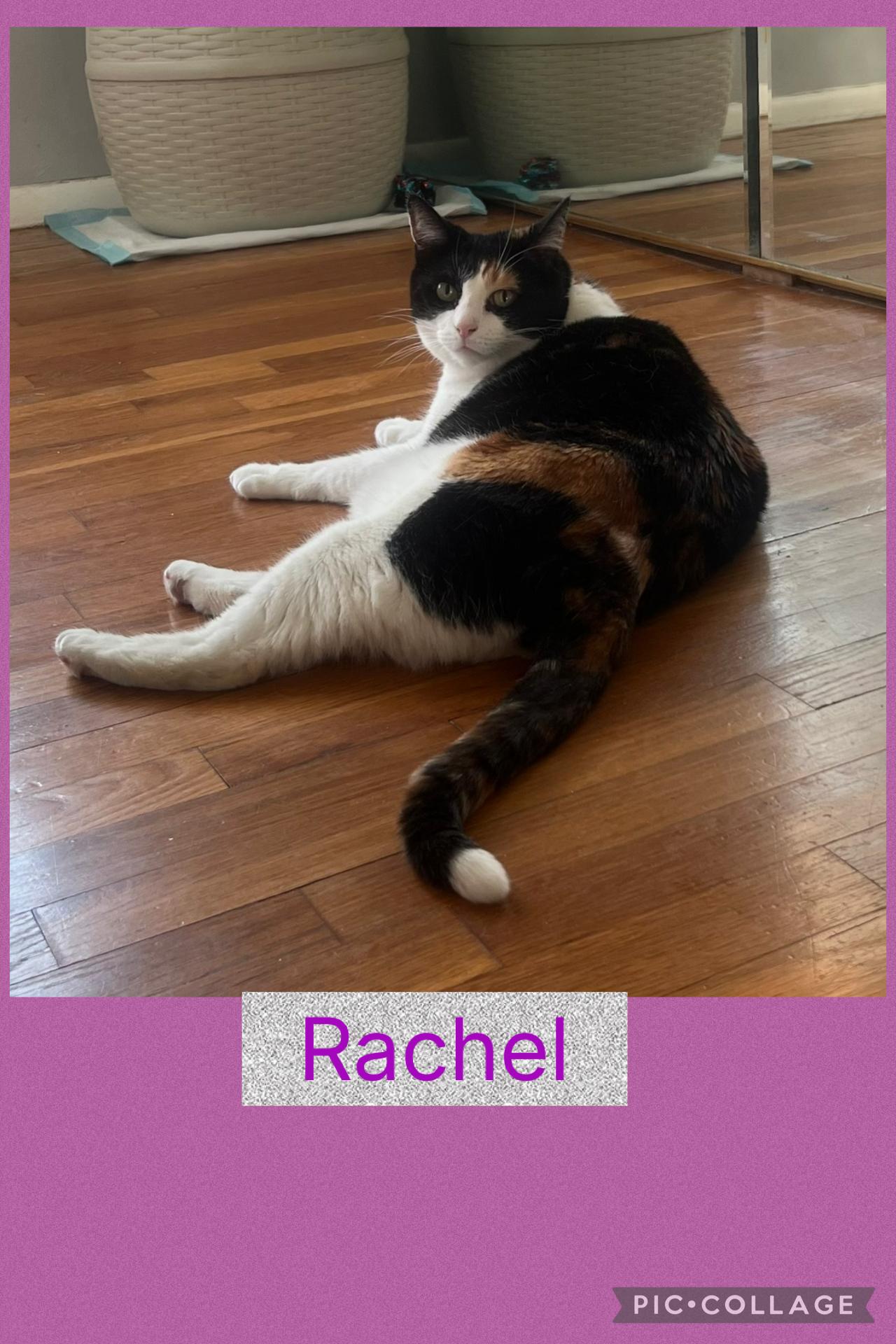 Enlarge Rachel, a ADOPTABLE Calico in Staten Island, NY image 6/6