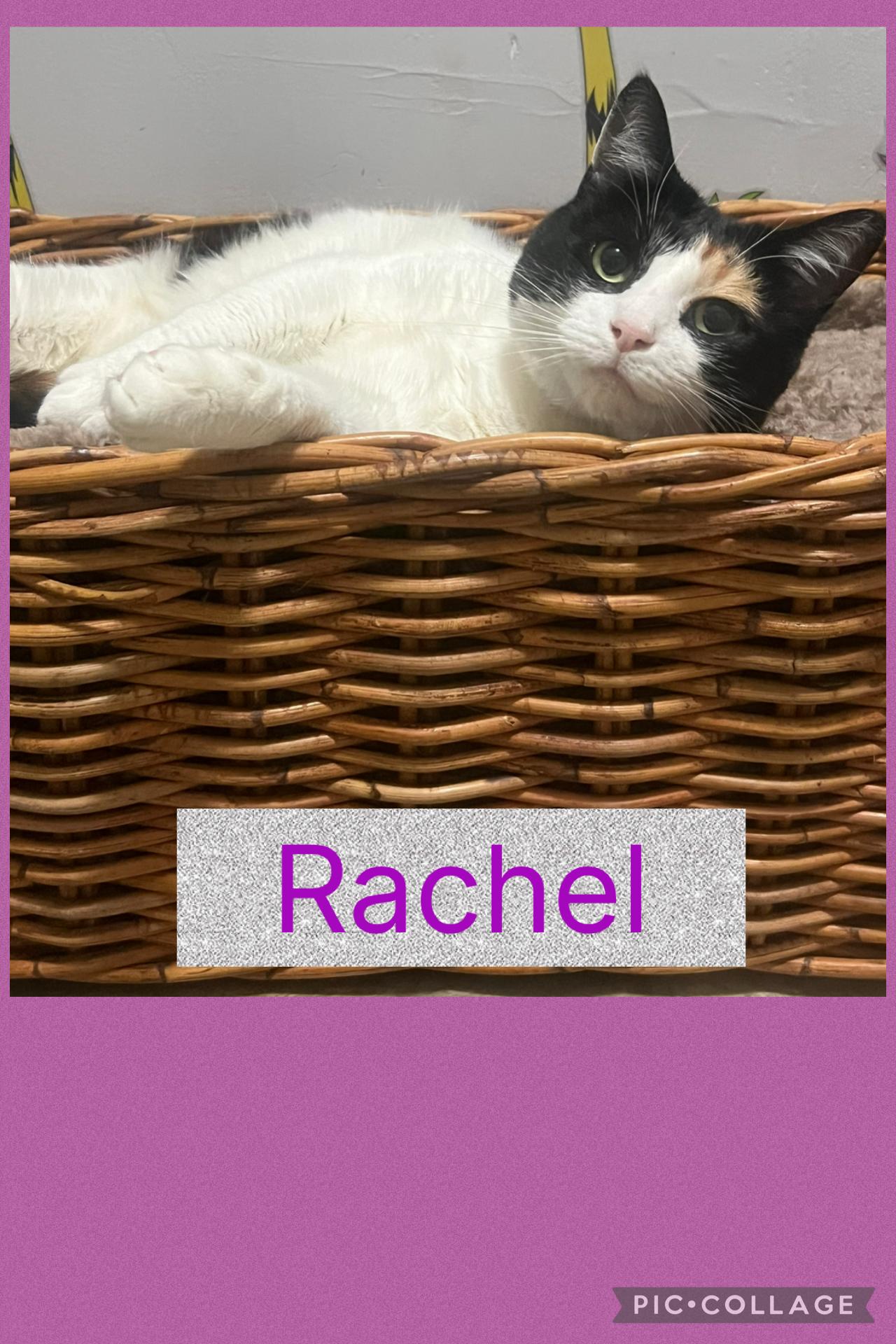 Enlarge Rachel, a ADOPTABLE Calico in Staten Island, NY image 4/6