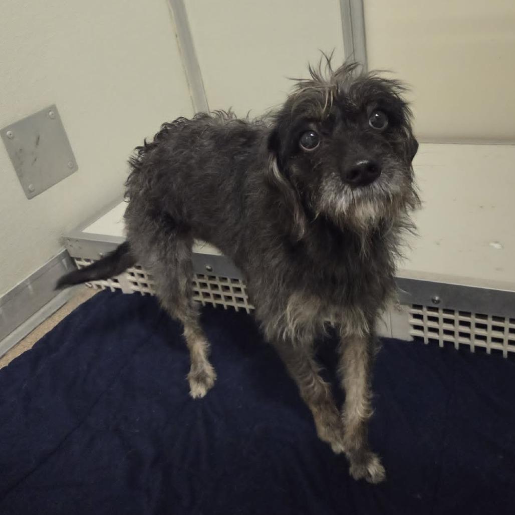 Bertha, a Adoptable Mixed Breed in Ballston Spa, NY image 1/4