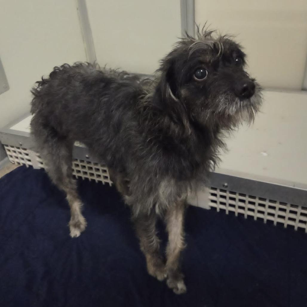 Bertha, a Adoptable Mixed Breed in Ballston Spa, NY image 2/4