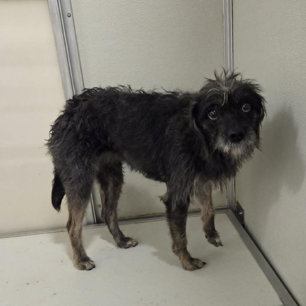 Bertha, a Adoptable Mixed Breed in Ballston Spa, NY image 3/4