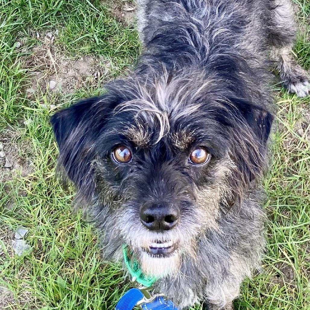 Bertha, a Adoptable Mixed Breed in Ballston Spa, NY image 4/4