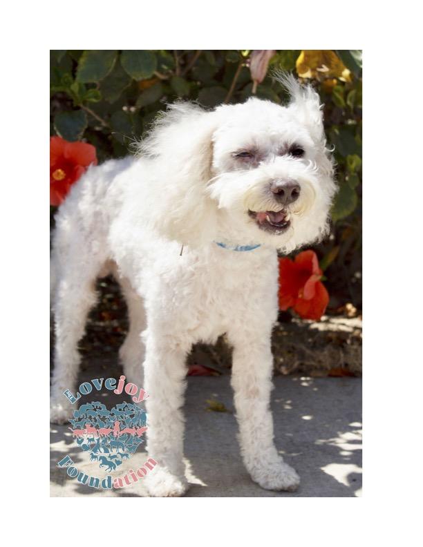 Marshmallow is a 5 and a half year old sweetheart who was found as a stray by a Good Samaritan