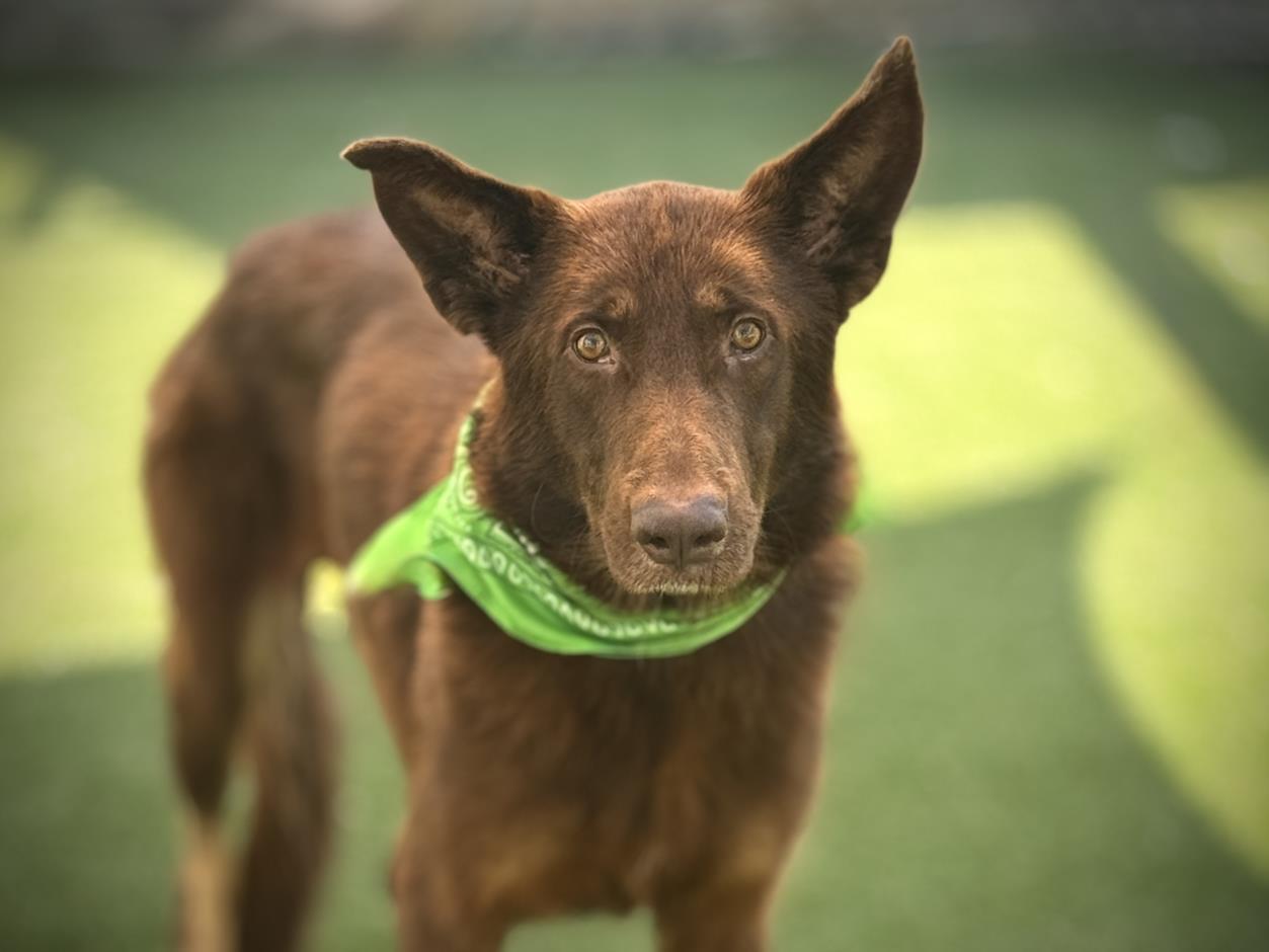 Enlarge MAJESTY, a Adoptable mixed breed in San Pedro, CA image 1/1