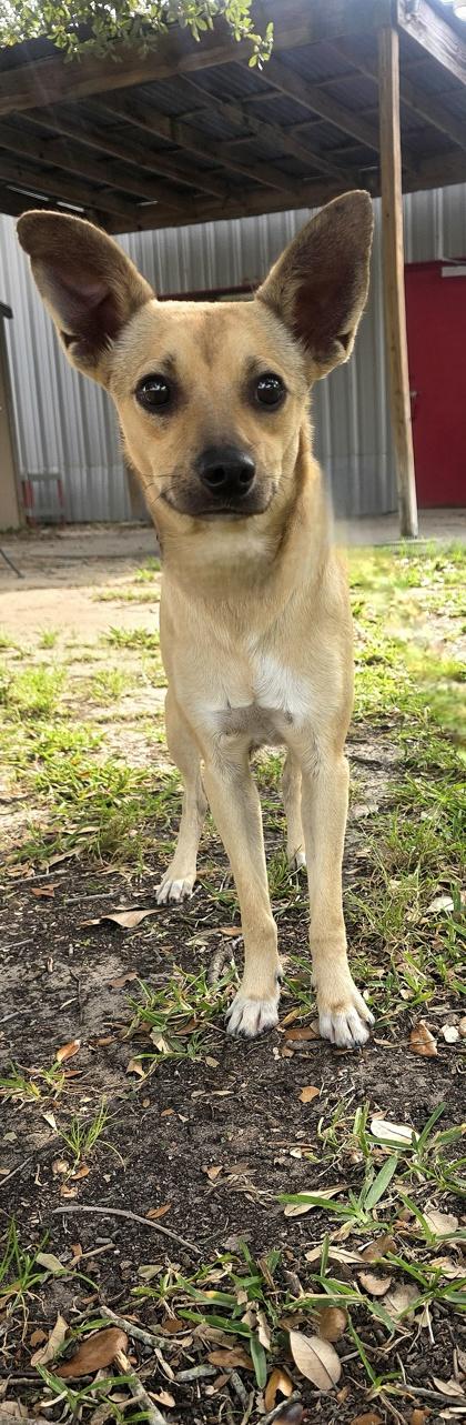 Daddy, Adoptable, Adult Male Chihuahua & Mixed Breed.