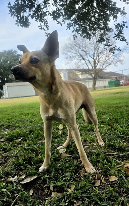 Enlarge Daddy, a Adoptable mixed breed in Houston, TX image 2/2