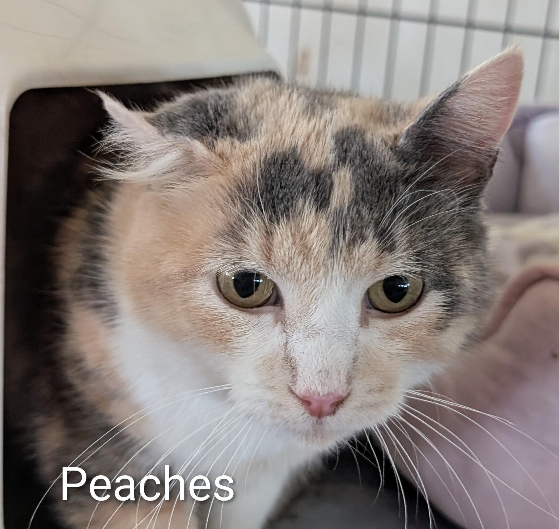 Peaches, ADOPTABLE, Adult Female Domestic Short Hair.