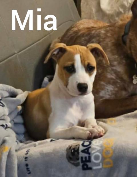 Enlarge Mia * Orlando, FL), an adopted mixed breed in Orlando, FL image 2/5