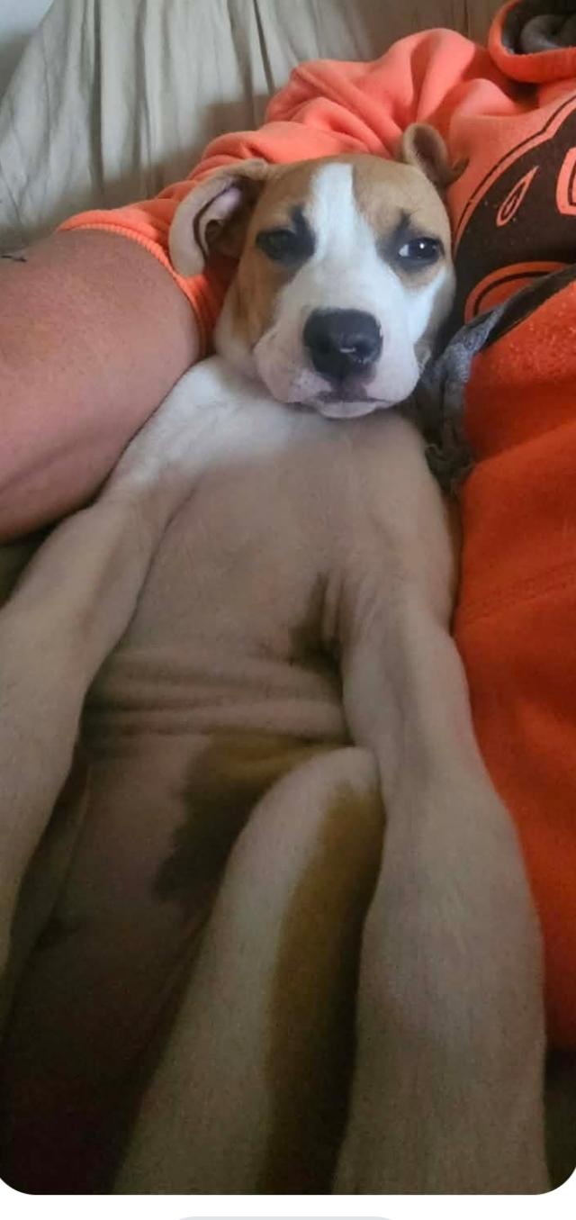 Enlarge Mia * Orlando, FL), an adopted mixed breed in Orlando, FL image 5/5