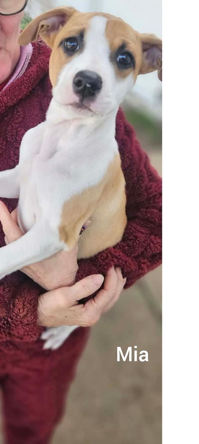 Enlarge Mia * Orlando, FL), an adopted mixed breed in Orlando, FL image 3/5