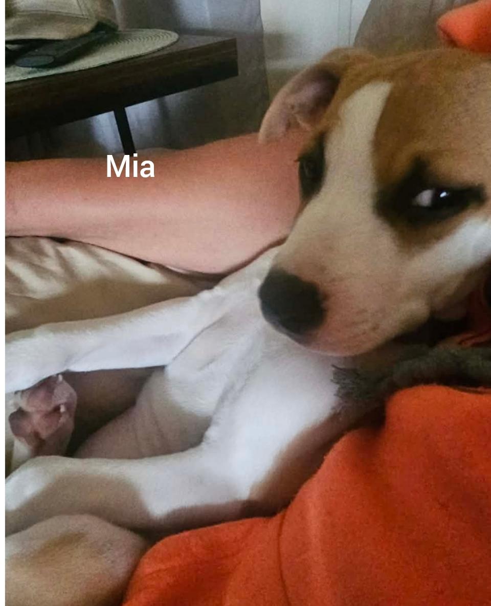 Mia * Orlando, FL), adopted, Puppy Female American Bulldog & Boxer.