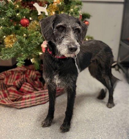 Maybelline, Adoptable, Adult Female Standard Poodle.
