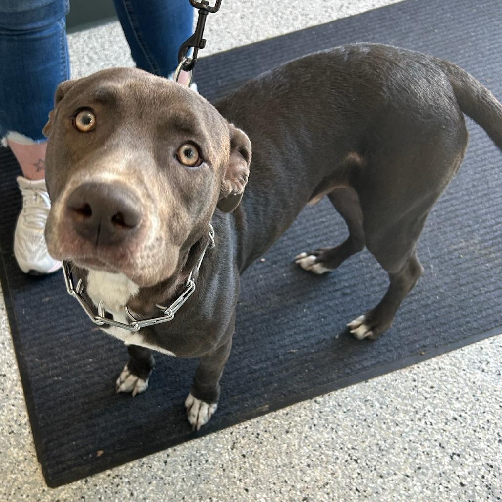 Enlarge King, a Adoptable mixed breed in Carlyle, IL image 1/1