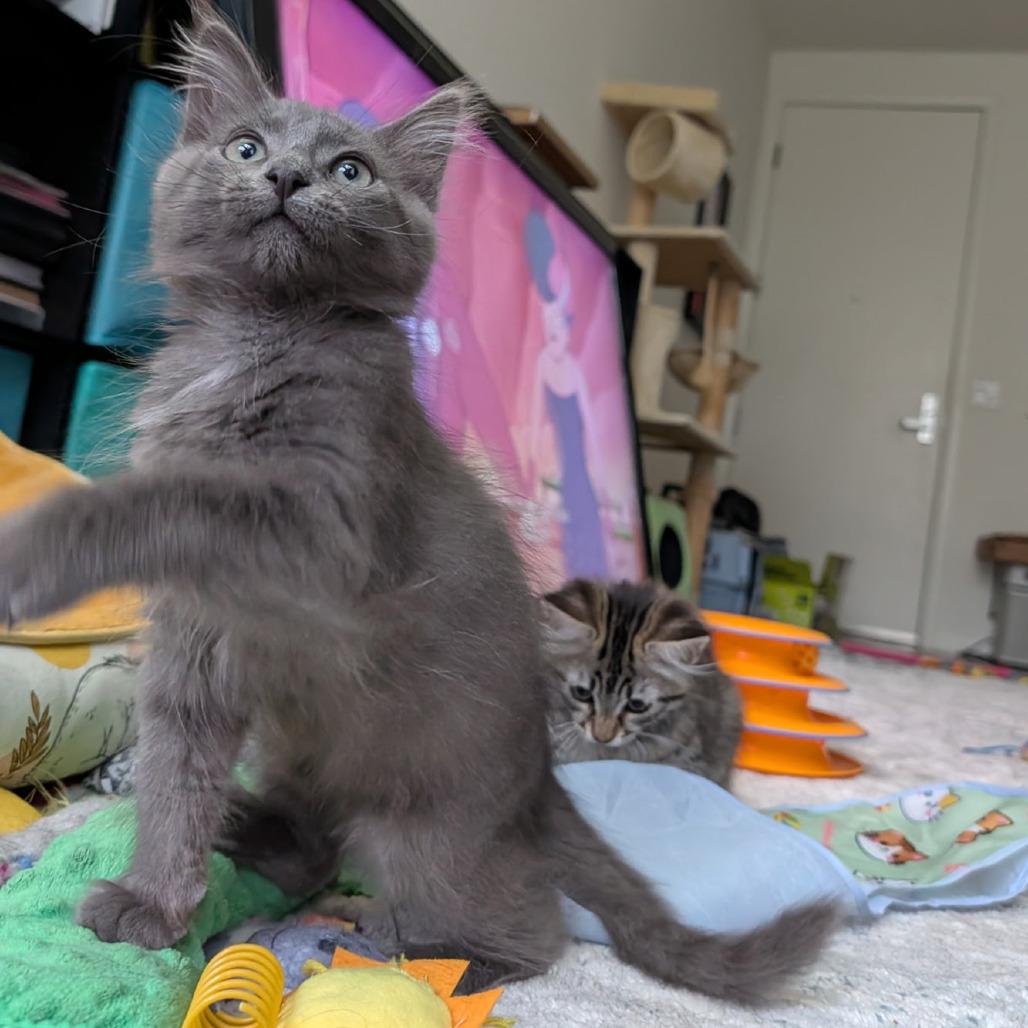 Enlarge Flying Dutchman, a Adoptable Domestic Medium Hair in Los Angeles, CA image 1/6