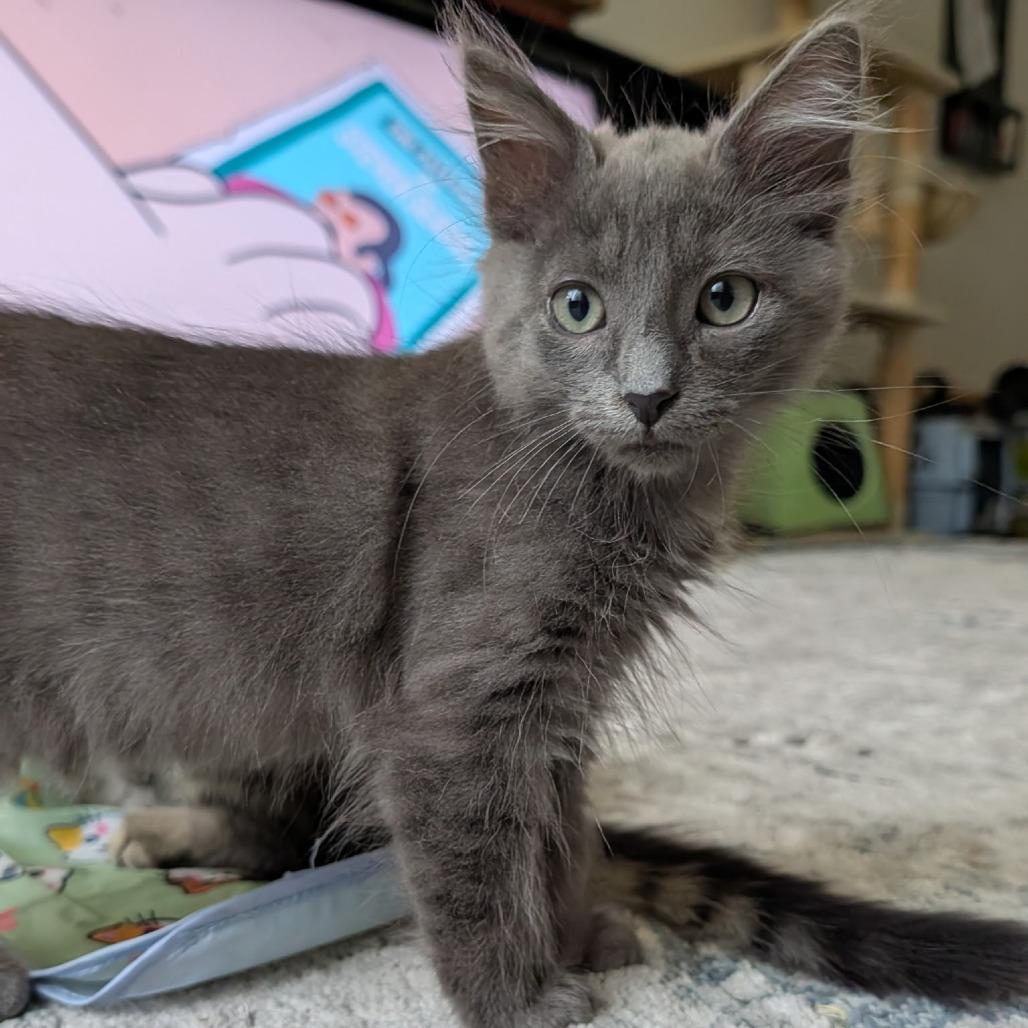 Enlarge Flying Dutchman, a Adoptable Domestic Medium Hair in Los Angeles, CA image 2/6
