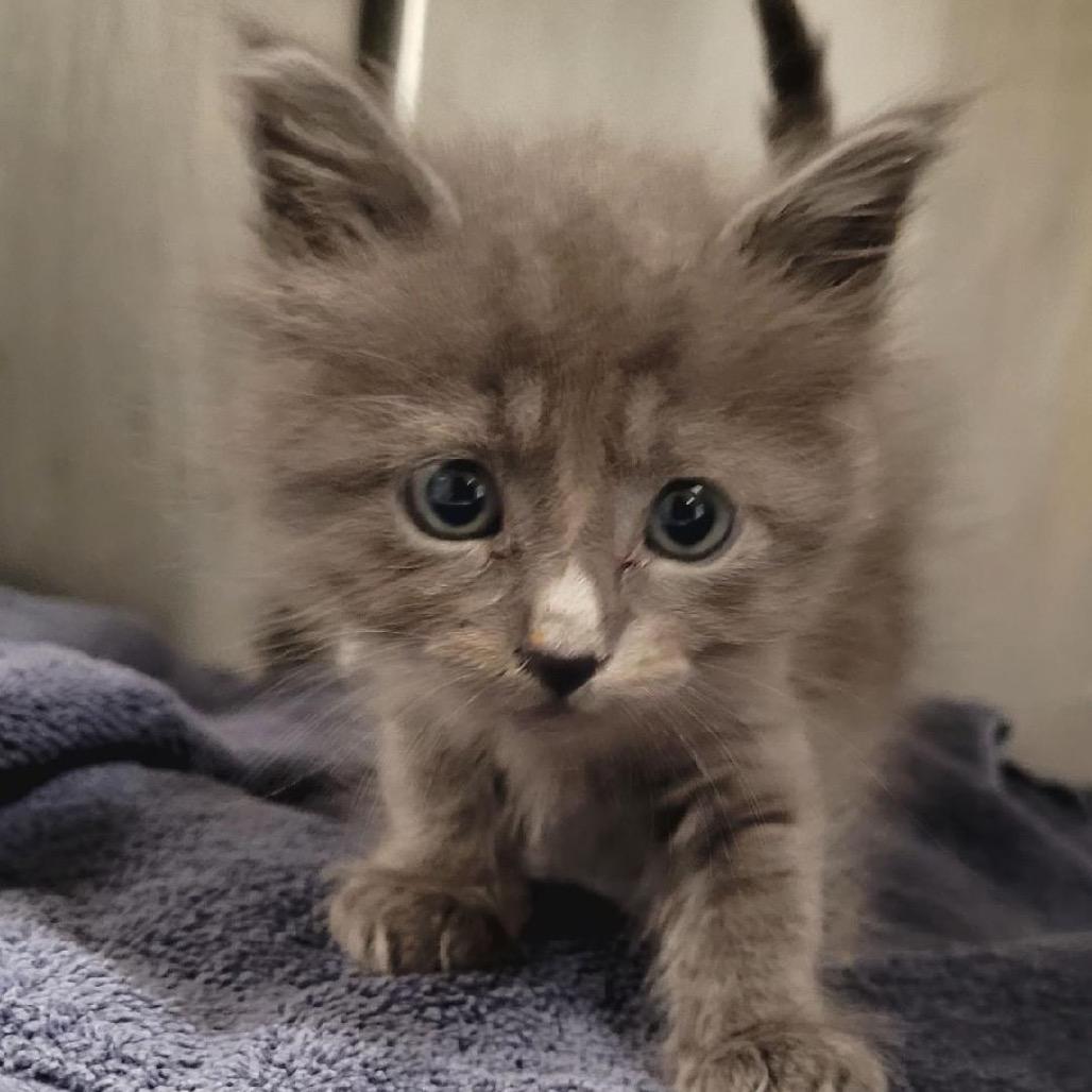 Enlarge Flying Dutchman, a Adoptable Domestic Medium Hair in Los Angeles, CA image 3/6