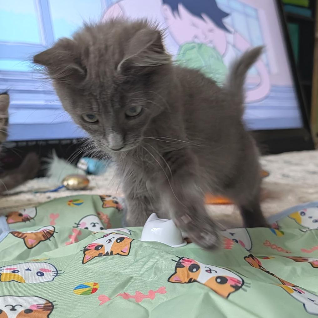 Enlarge Flying Dutchman, a Adoptable Domestic Medium Hair in Los Angeles, CA image 4/6