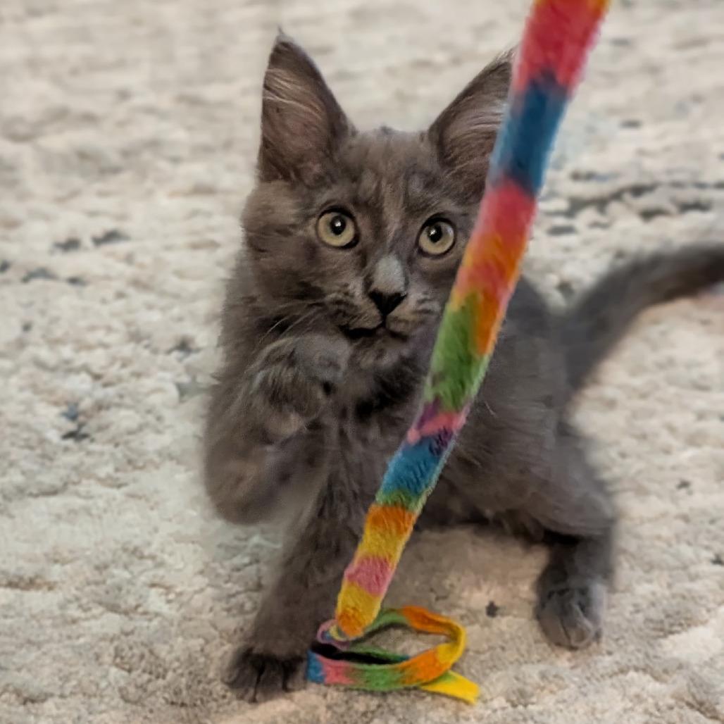 Enlarge Flying Dutchman, a Adoptable Domestic Medium Hair in Los Angeles, CA image 5/6
