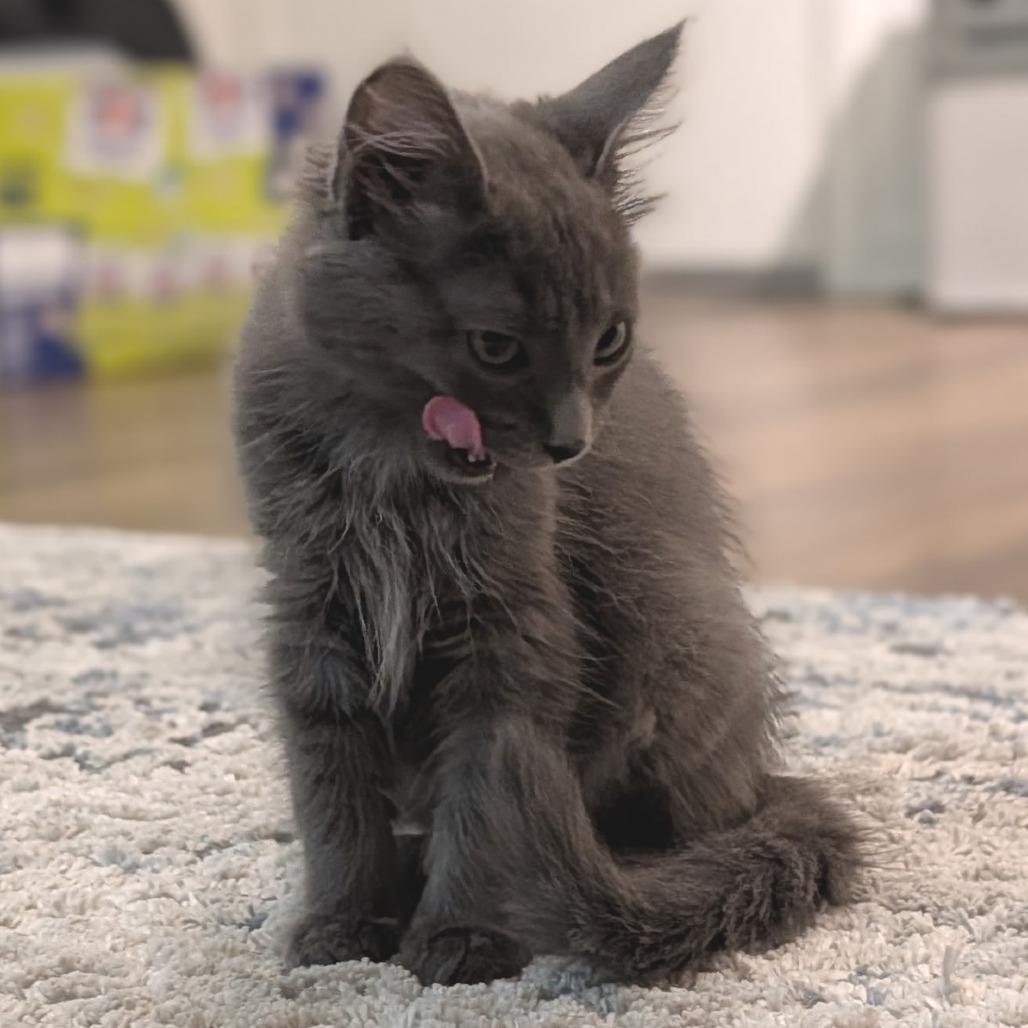 Enlarge Flying Dutchman, a Adoptable Domestic Medium Hair in Los Angeles, CA image 6/6