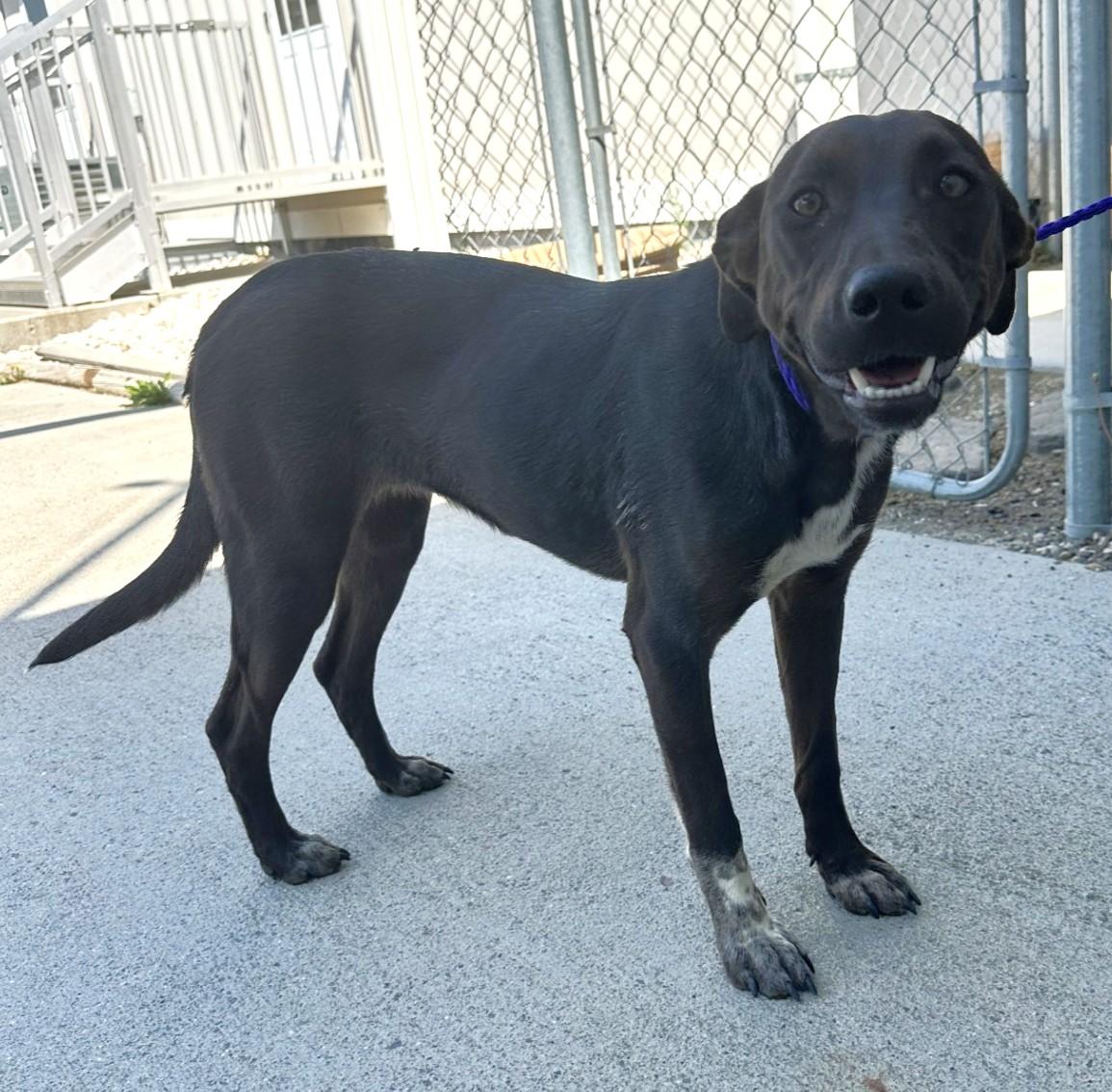 61464942, Adoptable, Adult Female Border Collie & Pit Bull Terrier.